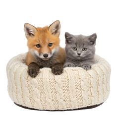 Cute Fox And Grey Kitten Together In A Basket Photo On Transparent Background