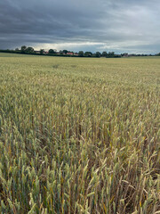 Crop of wheat in a field on the edge of a town in June , United Kingdom