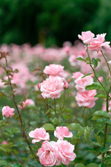 Pink roses in full bloom with soft background
