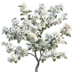 White Blossoms Tree Isolated on Black