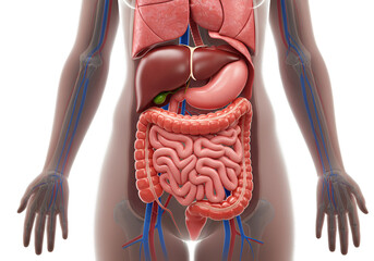Detailed Illustration Of Human Anatomy With Internal Organs On Transparent