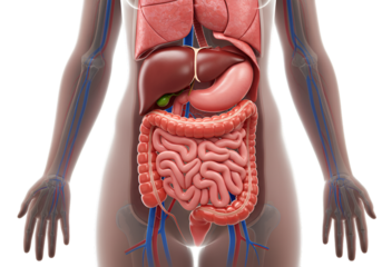 Detailed Illustration Of Human Anatomy With Internal Organs On Transparent