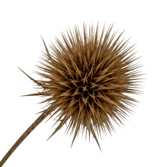 Dried Thistle Isolated On Transparent Background Macro Image