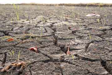 Close Up Of Cracked Dry Earth With Sparse Seedlings