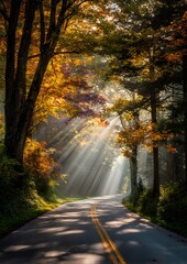 Obraz premium long road lined with fall trees and sun rays