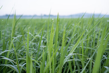 Close Up Of Dew Covered Lush Rice Plants In A Paddy Field