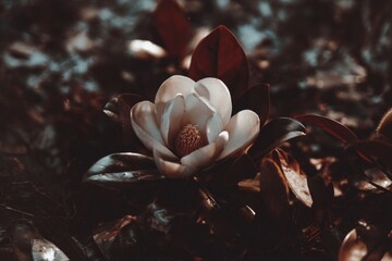 A beautiful magnolia flower lies among dried leaves in a humid subtropical area, illuminated by soft, golden light. Southeast, Humid Subtropical habitat