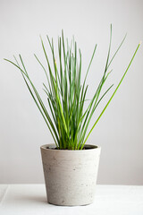 Minimal Zephyranthes Plant in a Pot on Neutral Background