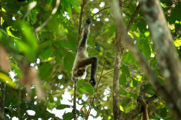 A yellow-cheeked gibbon in the Vietnamese forest. Gibbon's mother and her baby in the crown tree. A cute primate with long legs in the Asian rainforest.