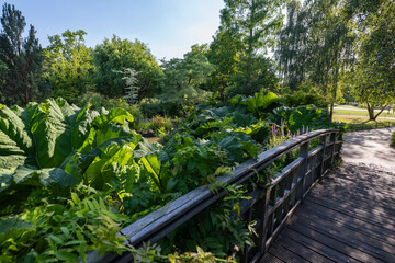Regent's Park im Sommer in London