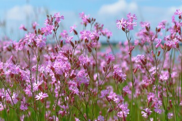 Fototapeta premium Flowering pink catchflies in a field