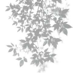 Obraz premium shadow overlay effect. Gray shadow of leaves isolated on white background. Plant foliage leaf shadow light effect. Mockup Blurred tree branch shadow. Ideal for summer spring design elements PNG