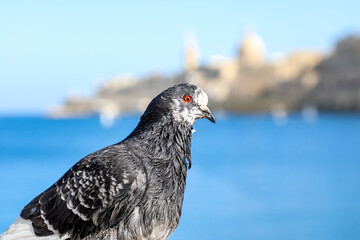 Portrait of a pigeon with red eyes against the blurred skyline of Valletta, the capital of Malta. A striking contrast between urban wildlife and Mediterranean cityscape.