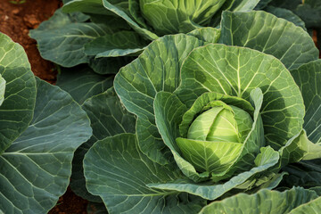 Lush white cabbage thriving in sunlit farmland, showcasing vibrant leaves and healthy growth—ideal for illustrating organic farming and rural agriculture. Part of the “Agriculture” series.