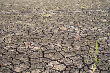 Detailed View Of Cracked Dry Earth With Sparse Vegetation
