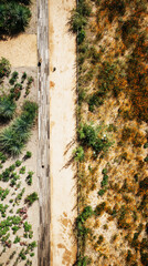 Two paths weave through contrasting environments of lush gardens and dry grasslands, highlighting the harmony of wildcrafted aesthetics under soft sunlight and blue skies
