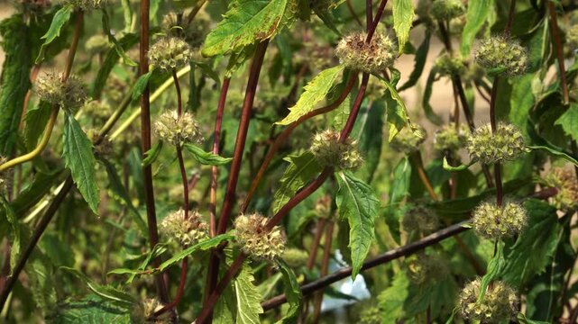A close-up of Tuberous Jerusalem sage after flowering. The plant's distinctive reddish-purple stems feature architectural whorls of spiky, drying seed heads.