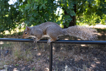 Eichhörnchen im Park in London