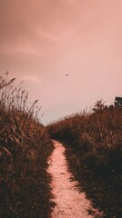 A winding dirt path leads through tall golden grasses in the Great Plains, illuminated by the warm glow of the evening sky. A bird can be seen soaring above the landscape