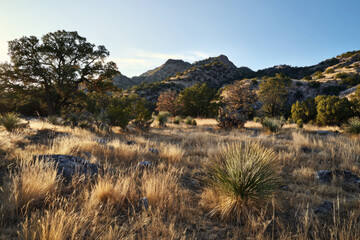 Natural Texas landscape showcases native plants and rocky hills illuminated by warm sunlight. The tranquility and diverse flora create a peaceful outdoor experience in the heart of Texas