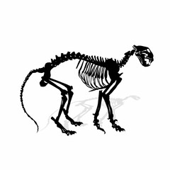 tiger bone skeleton on a white background
