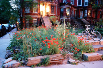 Bright red poppies flourish in a lush garden on a bustling city corner as evening light casts a warm glow on surrounding brownstone buildings and parked bicycles