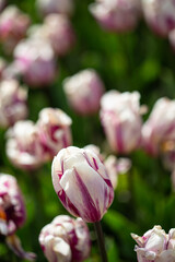 White and pink colourful tulip flowers in bloom on a green ground flower bed in a beautiful garden flower pattern background