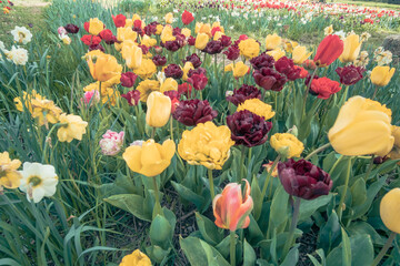 Yellow colourful tulip flowers in bloom on a green ground flower bed in a beautiful garden flower pattern background