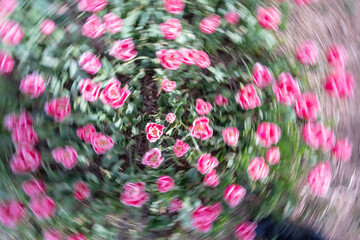 Pink tulip flowers in bloom circle movement blur effect on a flower bed garden springtime floral pattern background