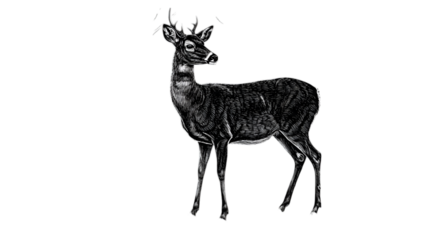 Elegant Isolated White Deer Sketch Silhouette On Transparent Black Background
