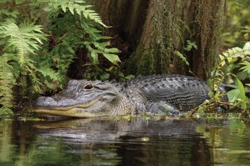 Louisiana bayou alligator