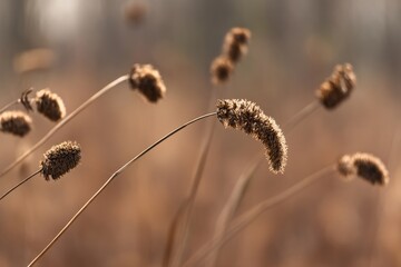 Bright yellow wildflowers bloom amid golden grasses in the Great Plains, basking in the soft light of a tranquil evening sky, showcasing the natural beauty of this vast landscape