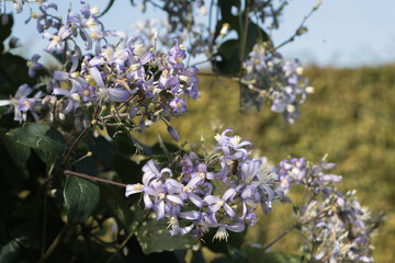 Clematis Praecox in bloom, with delicate blue flowers. Selective focus, abstract blur; background image.