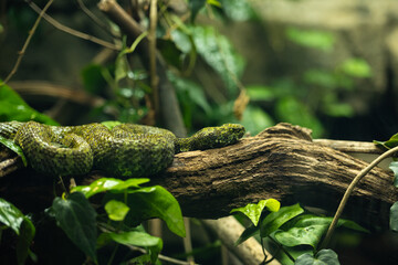 Mangshan-Viper
