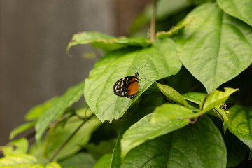 Ismenius Tiger / Schmetterling in der Natur auf Blättern 