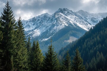 Picturesque landscape featuring lovely pine trees in the foreground and snow capped mountains in the distance