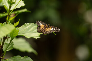 Clipper / Schmetterling in der Natur auf einem Blatt