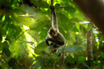 A yellow-cheeked gibbon in the Vietnamese forest. Gibbon's mother and her baby in the crown tree. A cute primate with long legs in the Asian rainforest.