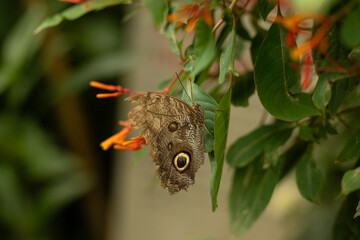 Bananenfalter / Schmetterling in der Natur an einer Blume