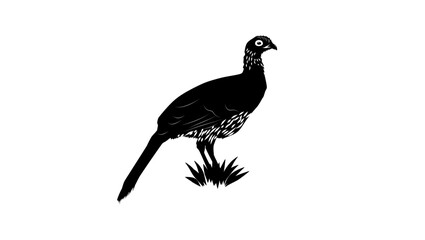 West Mexican Chachalaca, black isolated silhouette