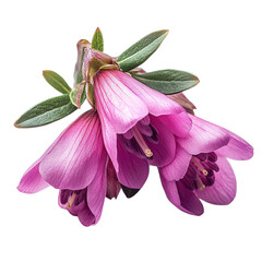 Pink Flower Bouquet Close up