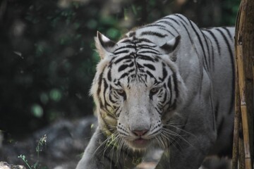 Close up shot of a white tiger with intense gaze and striking black stripes. Shot in Asia. 