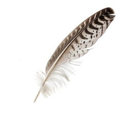 feather isolated on white