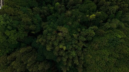 Naklejka premium Top view of the green treetops. Drone view of the picturesque nature