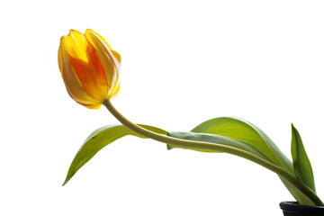 a single yellow tulip in a black vase