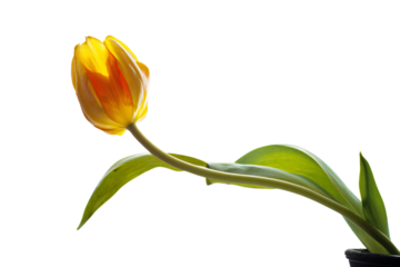 a single yellow tulip in a black vase
