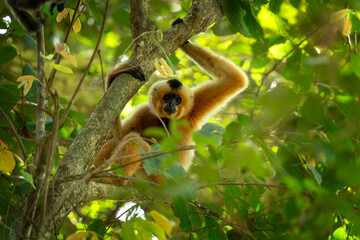 A yellow-cheeked gibbon in the Vietnamese forest. Gibbon's mother and her baby in the crown tree. A cute primate with long legs in the Asian rainforest.
