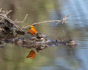 Encounter on the Rio Negro – Southern Pantanal
A vibrant orange butterfly rests gently on the head of a Pantanal caiman, a delicate contrast of strength and grace. Both are mirrored in the calm, murky