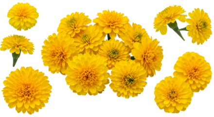 Isolated Yellow Flowers Illustration on Transparent Background