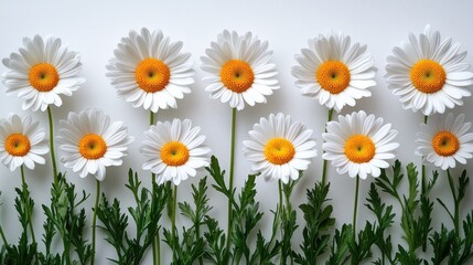 Fototapeta premium Row of daisies with green leaves on white background.